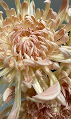 Light Coffee Chrysanthemums