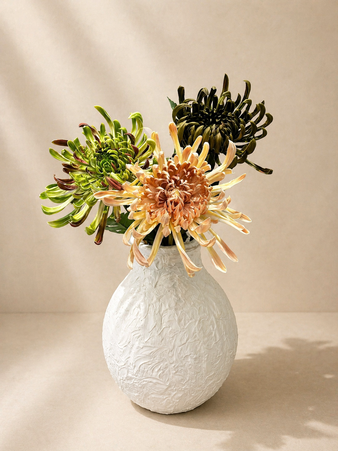 Three-colour chrysanthemum