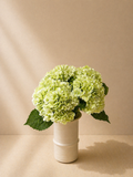 Green Hydrangeas