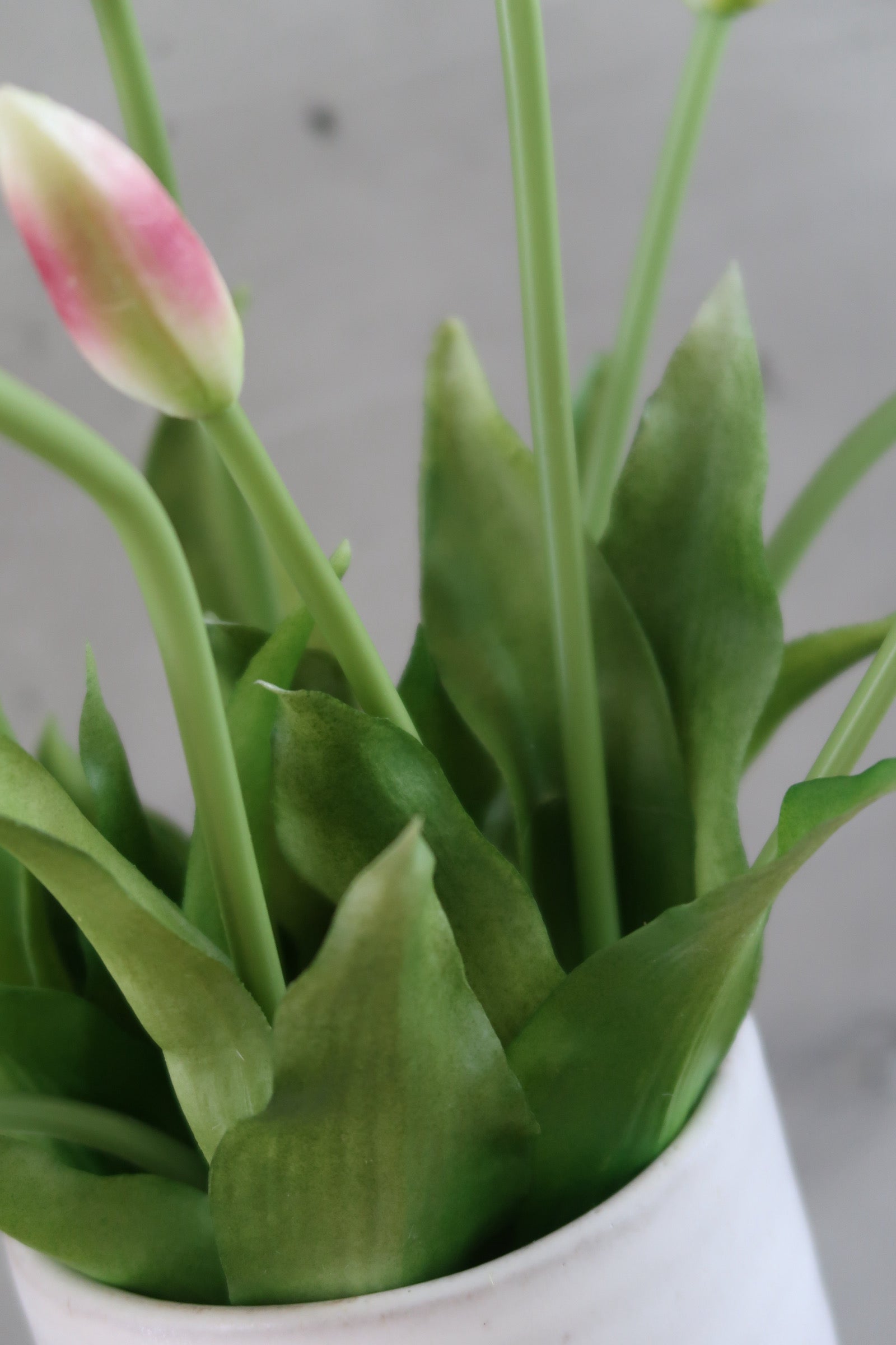 White & purple Tulips