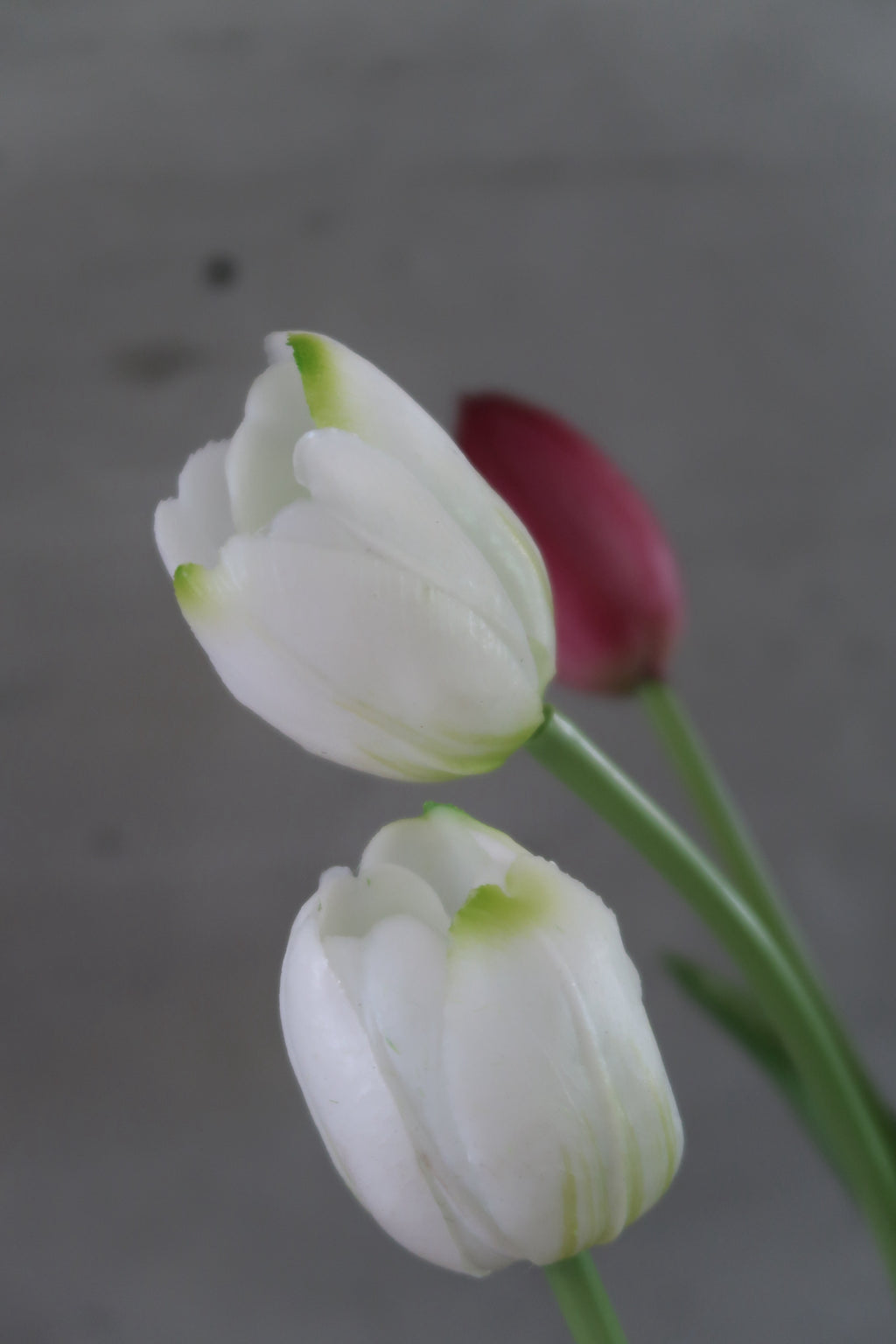 White & purple Tulips