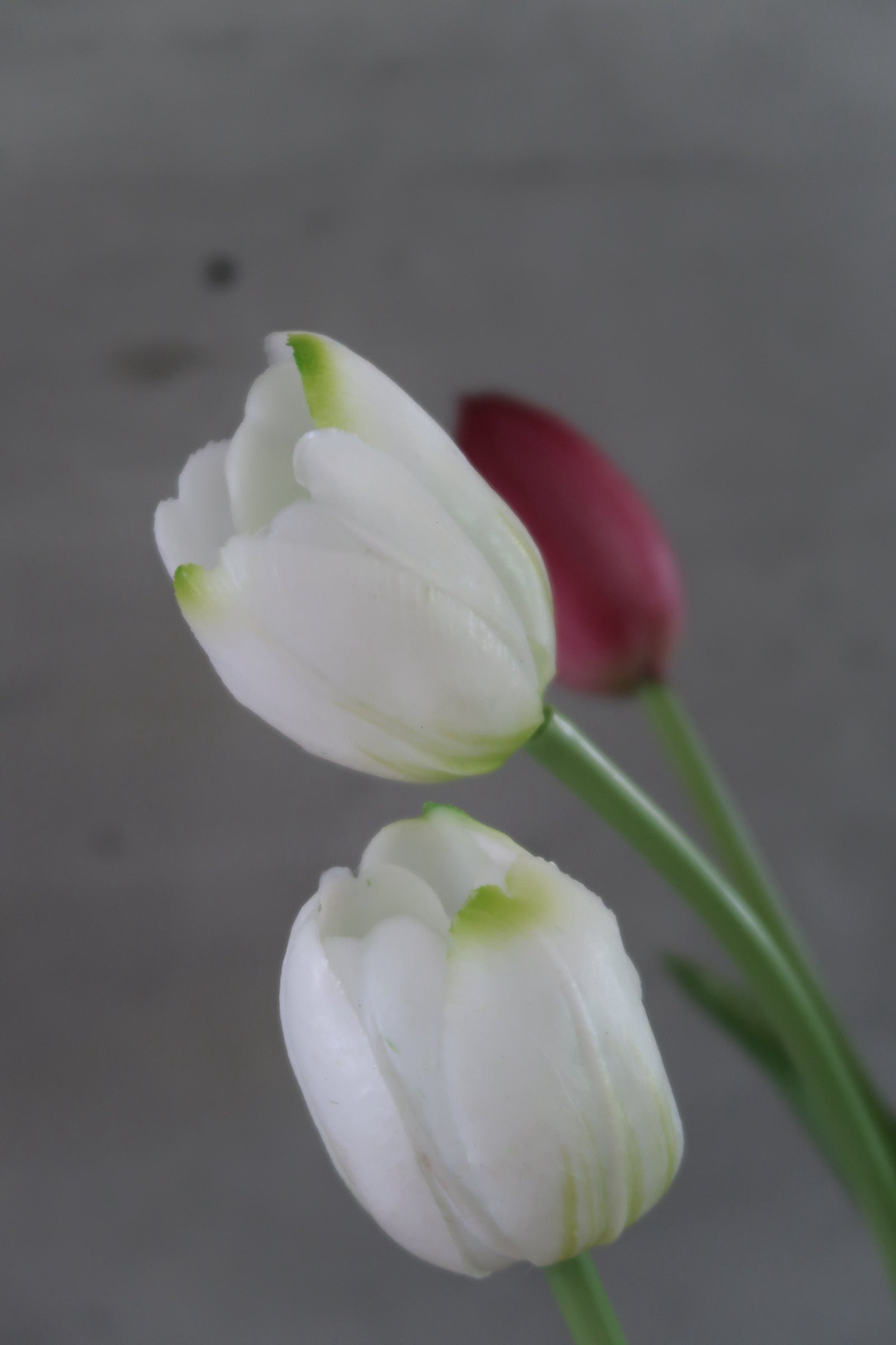 White & purple Tulips