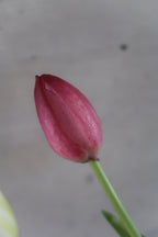 White & purple Tulips
