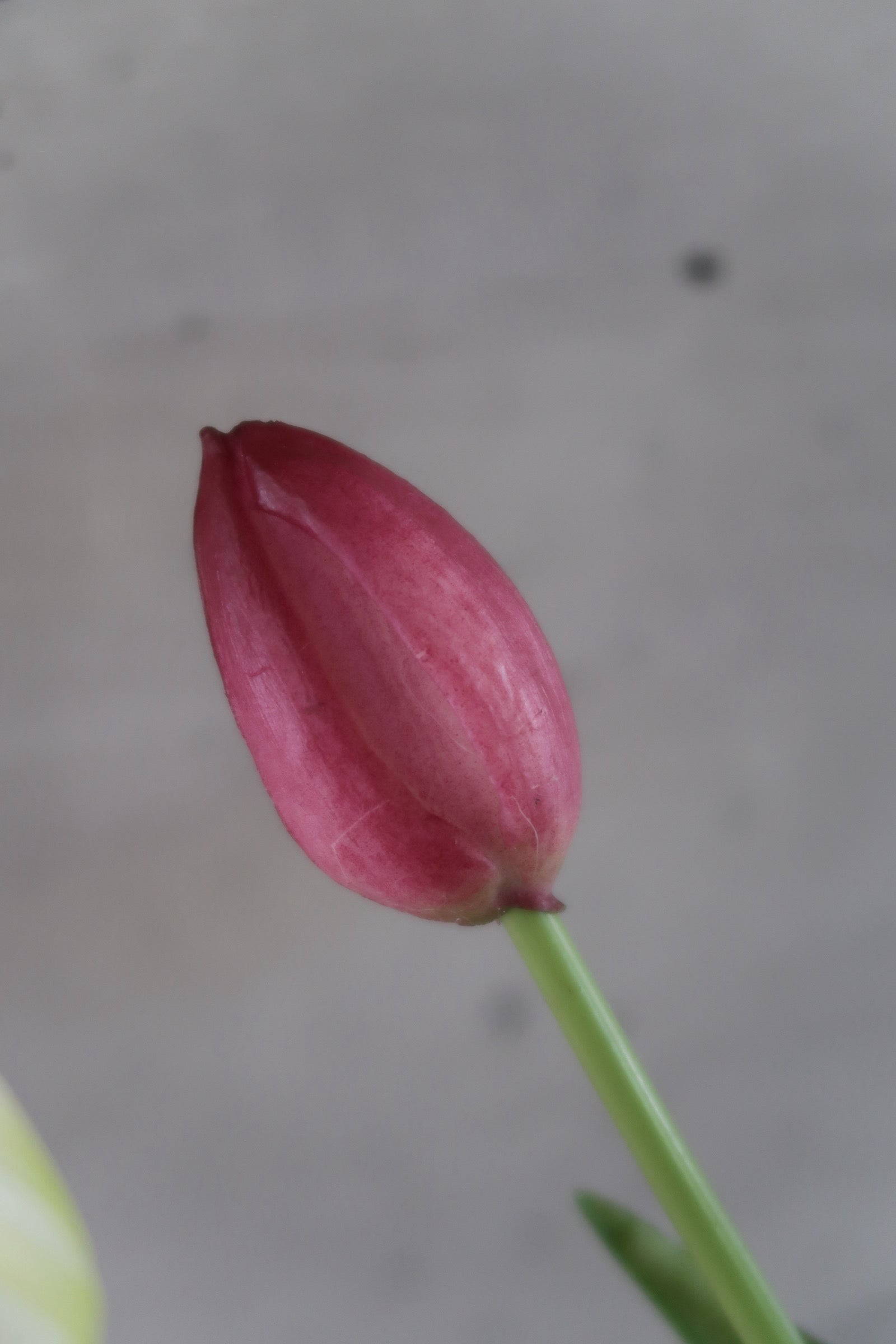 White & purple Tulips