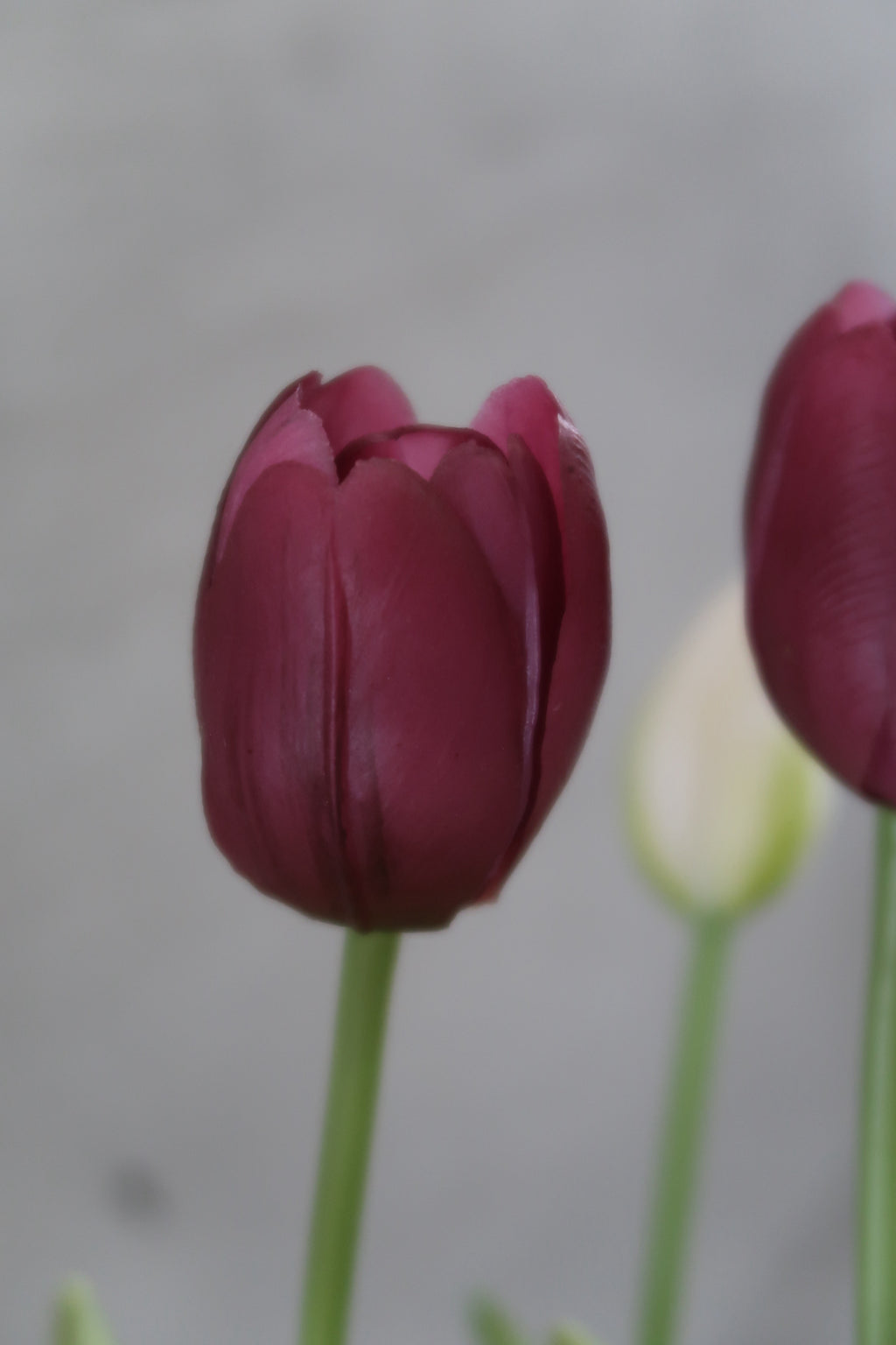 White & purple Tulips