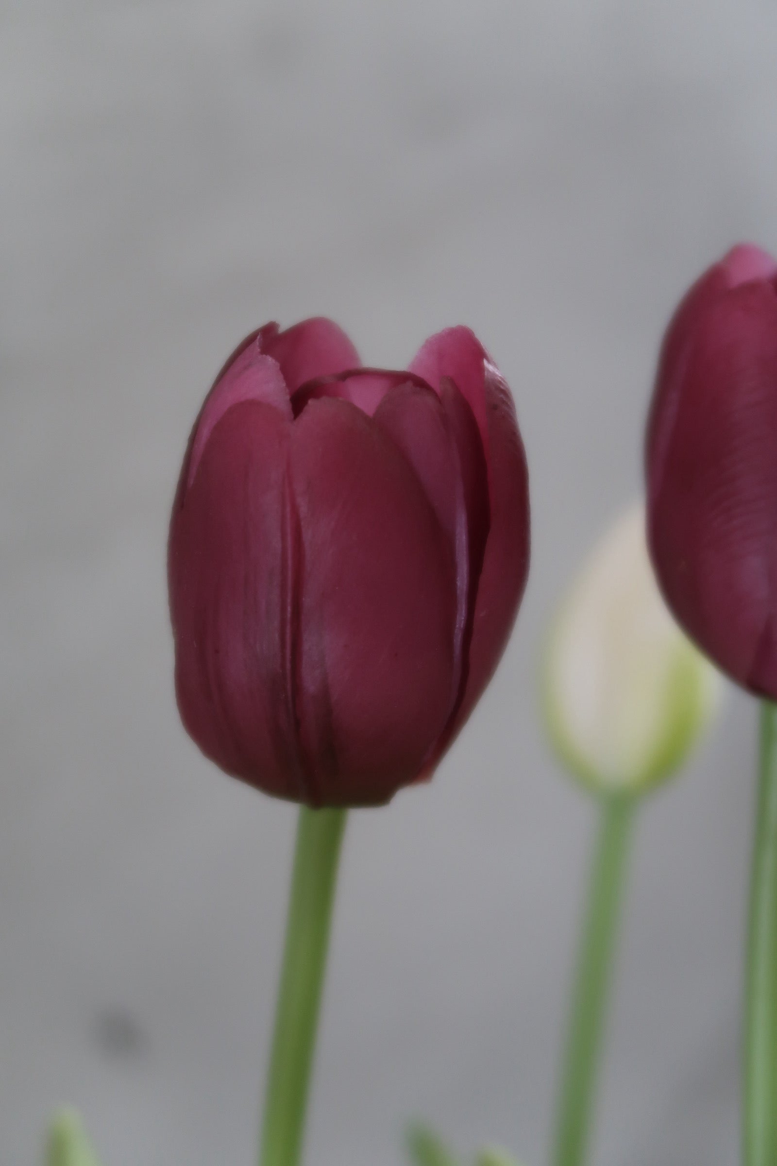 White & purple Tulips
