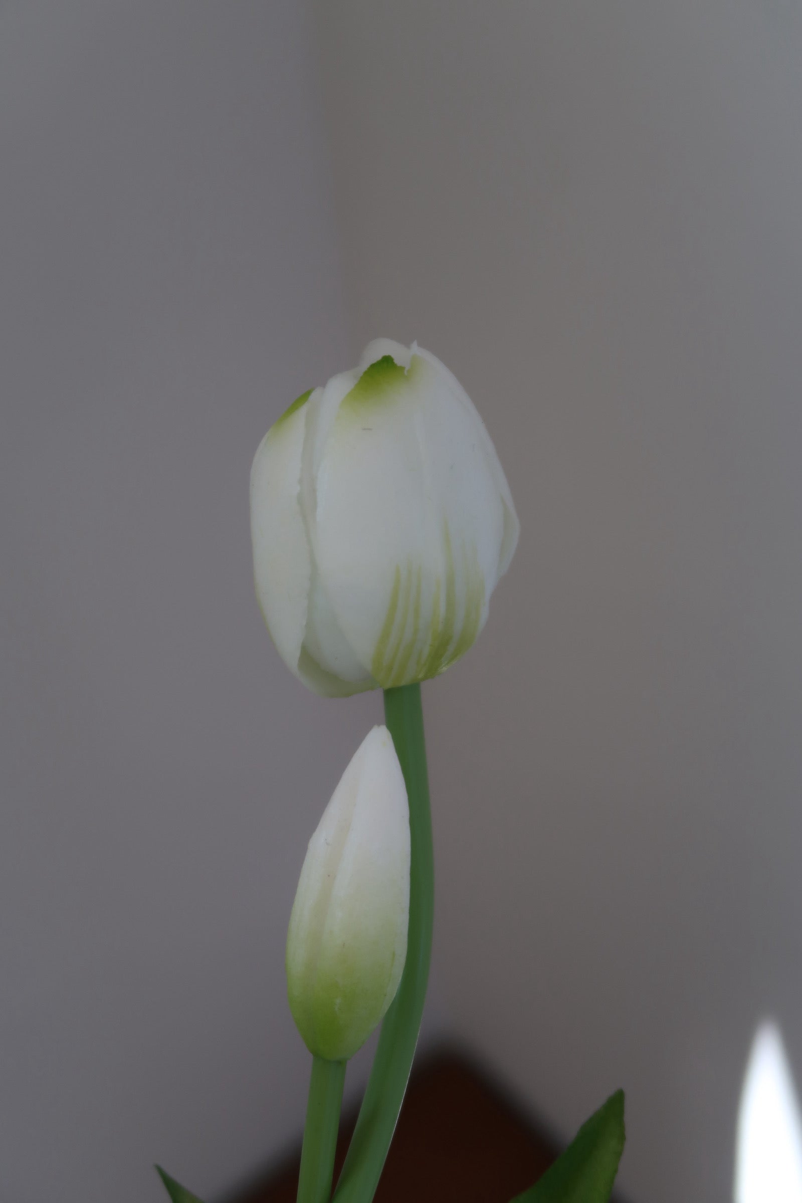 White & yellow Tulips