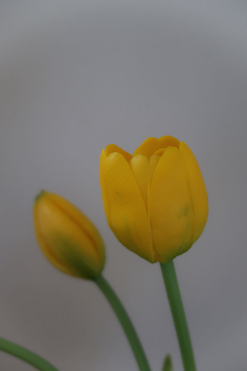 White & yellow Tulips
