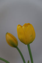White & yellow Tulips