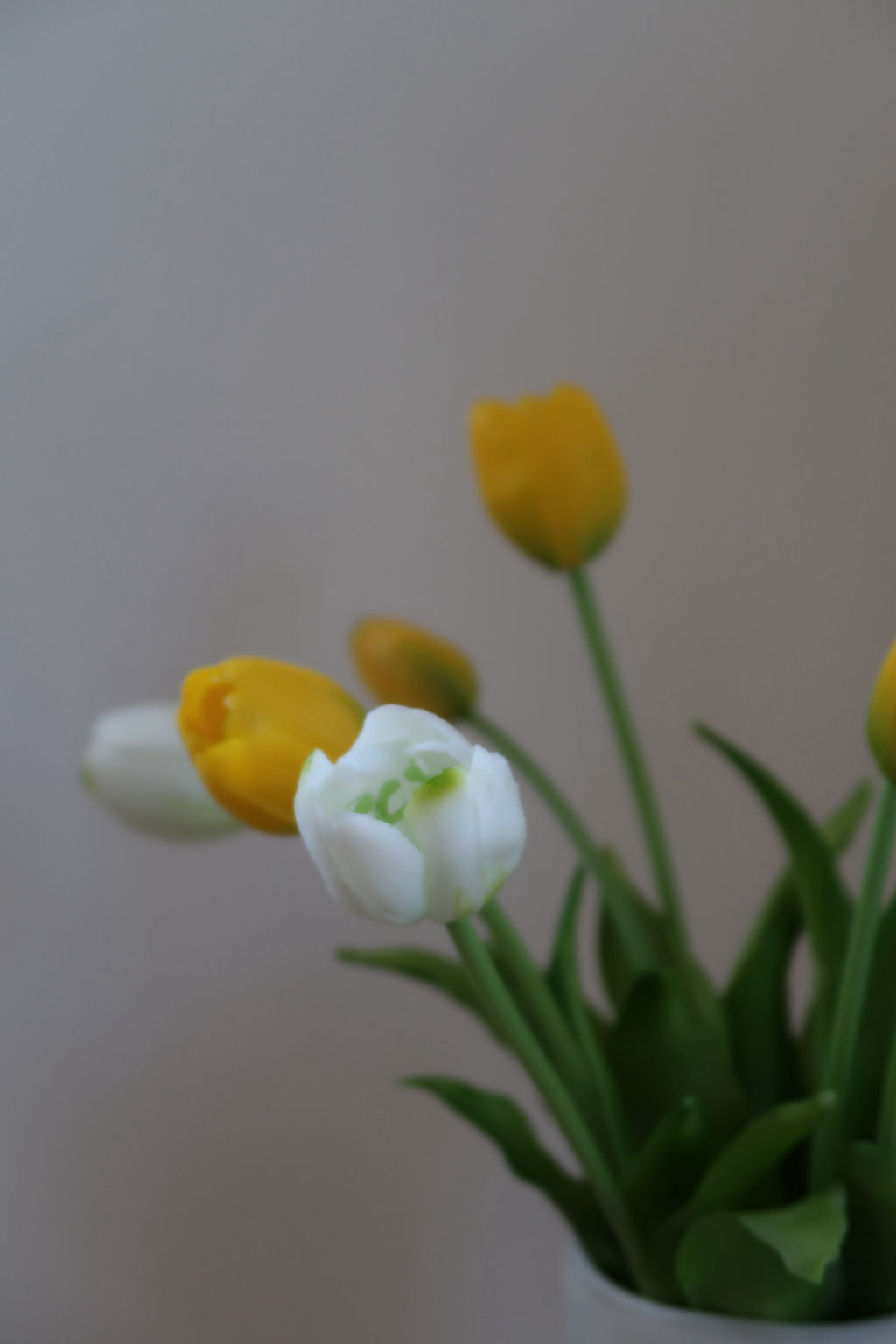White & yellow Tulips