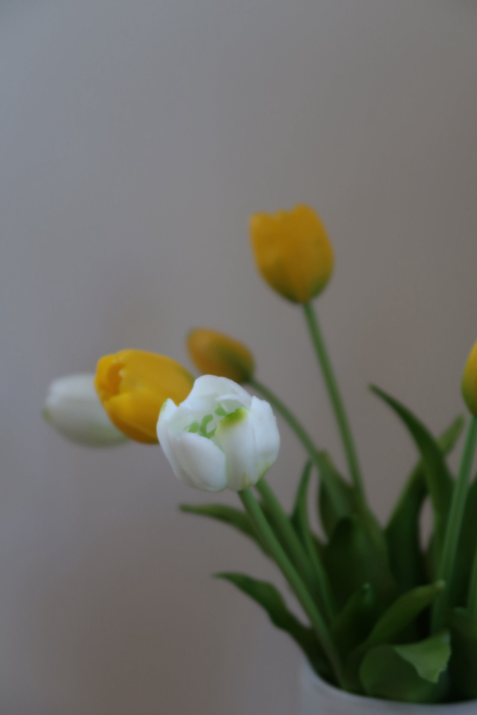 White & yellow Tulips