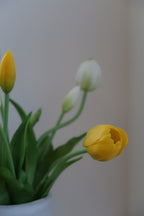 White & yellow Tulips