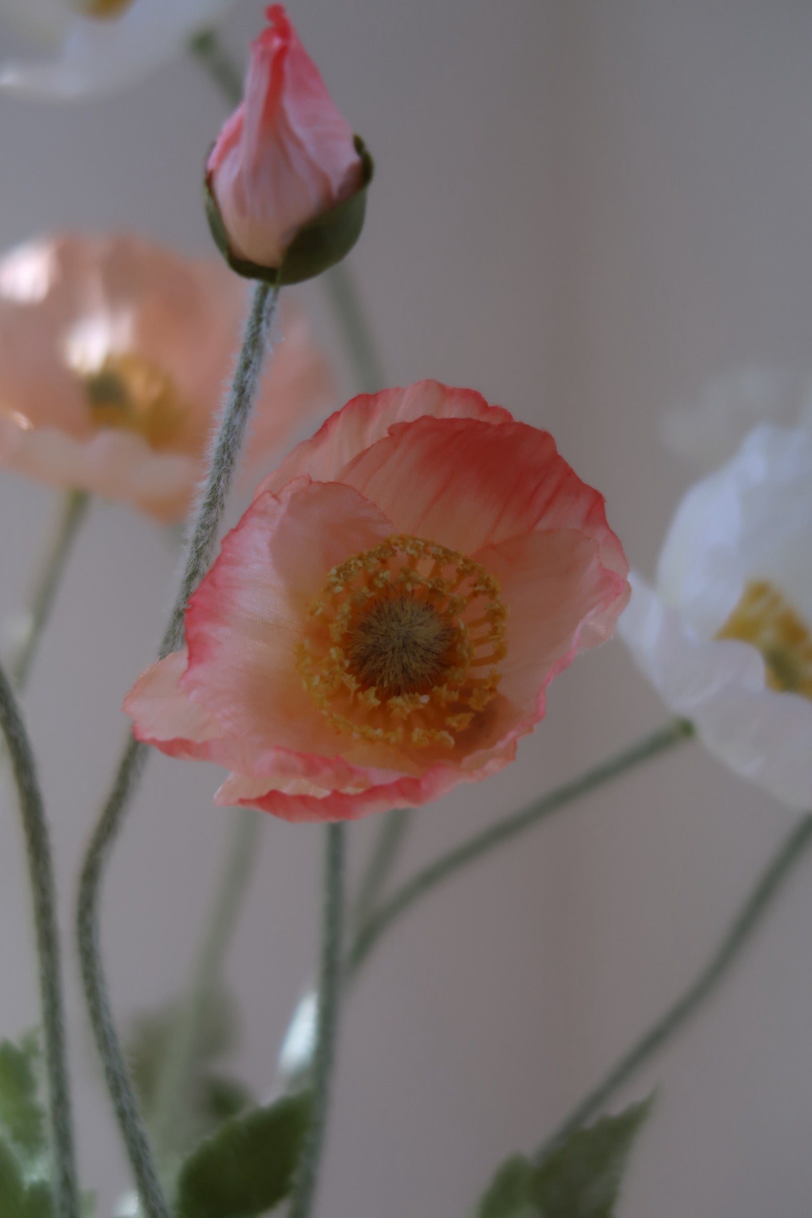 Peachy Poppies