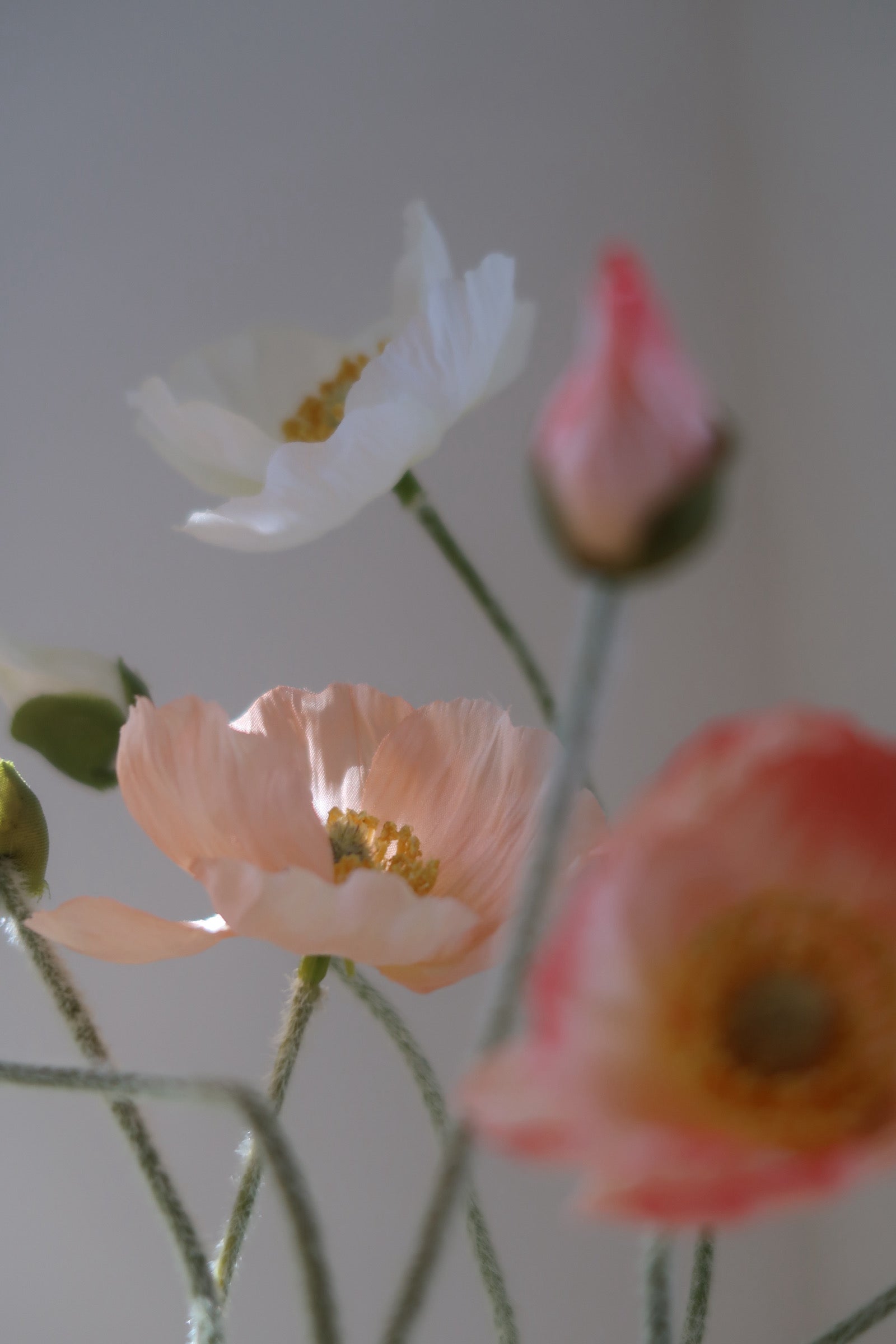 Peachy Poppies
