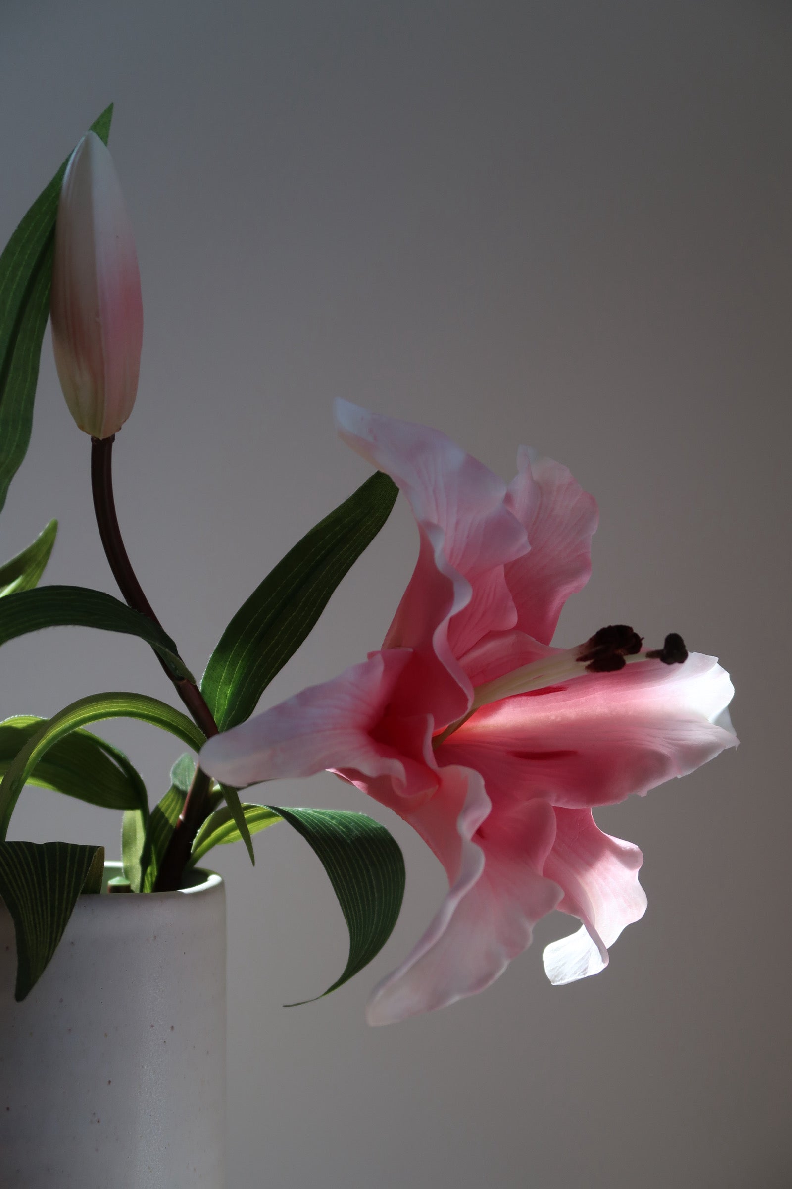 Pink Muse