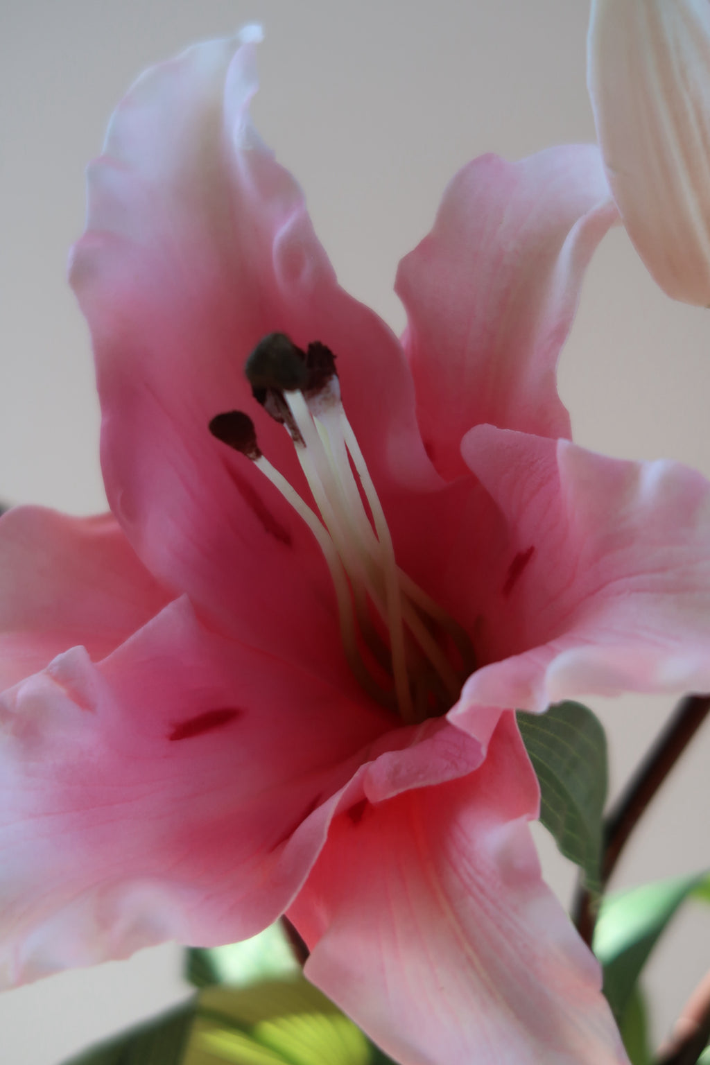 Pink Lily