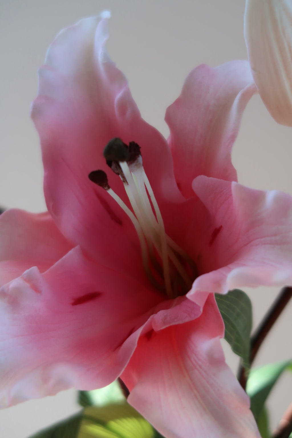 Pink Muse