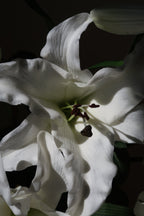 White Muse