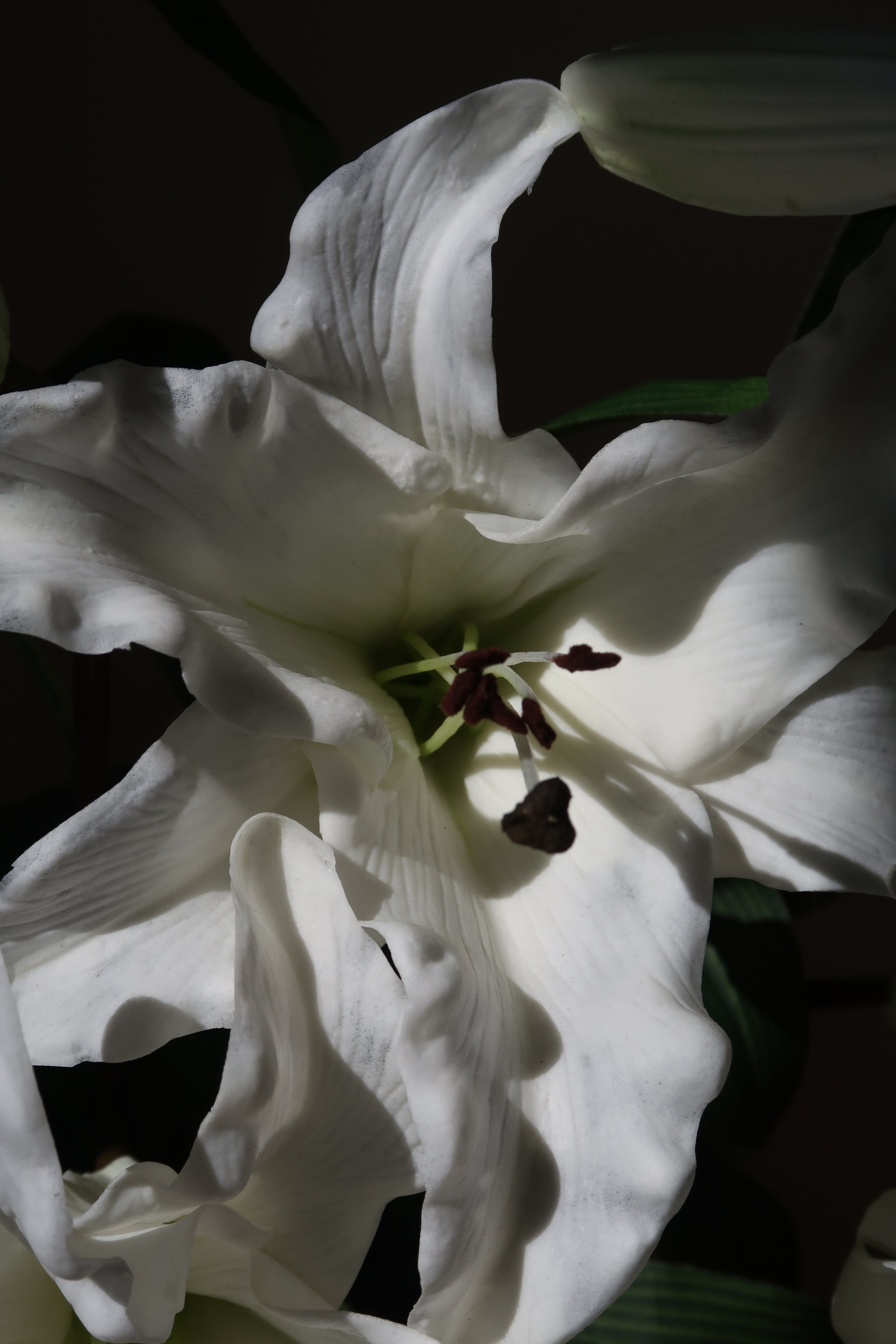 White Muse