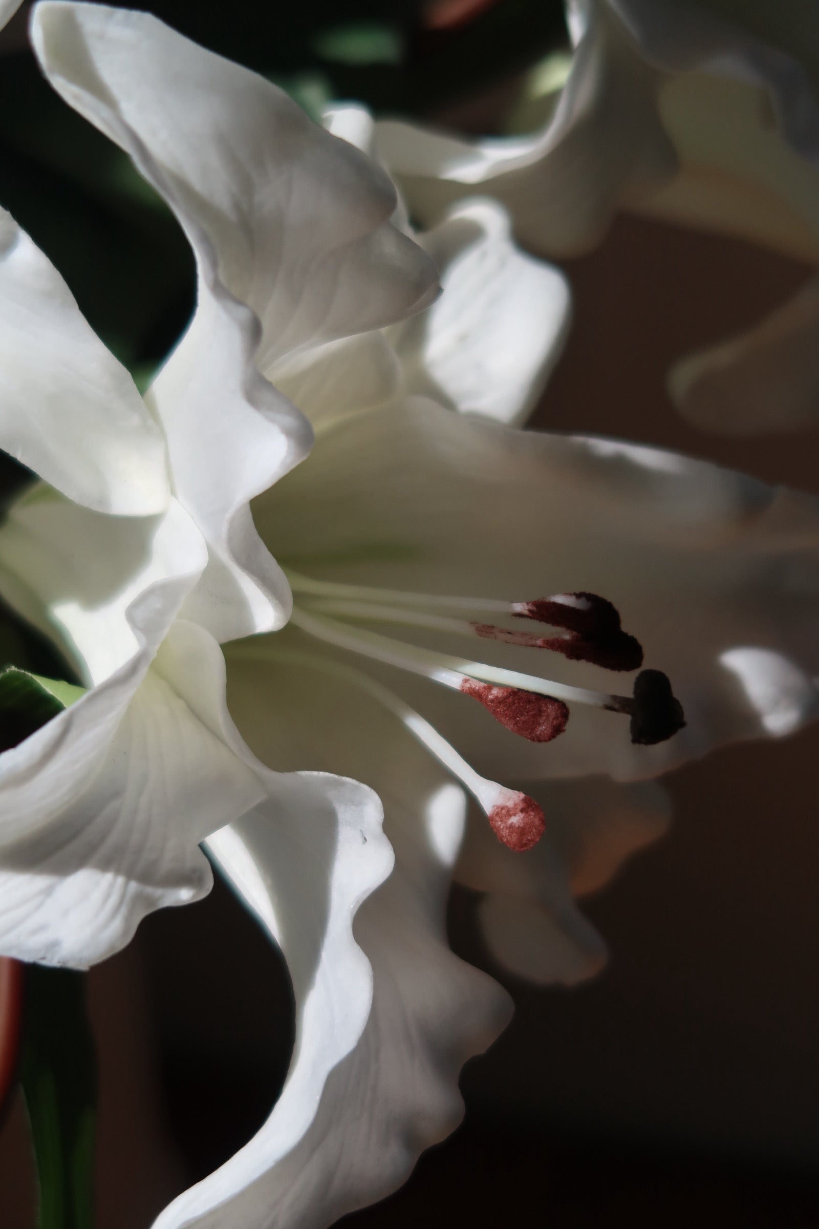 White Muse