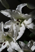 White Lily Bouquet - 3 Stems
