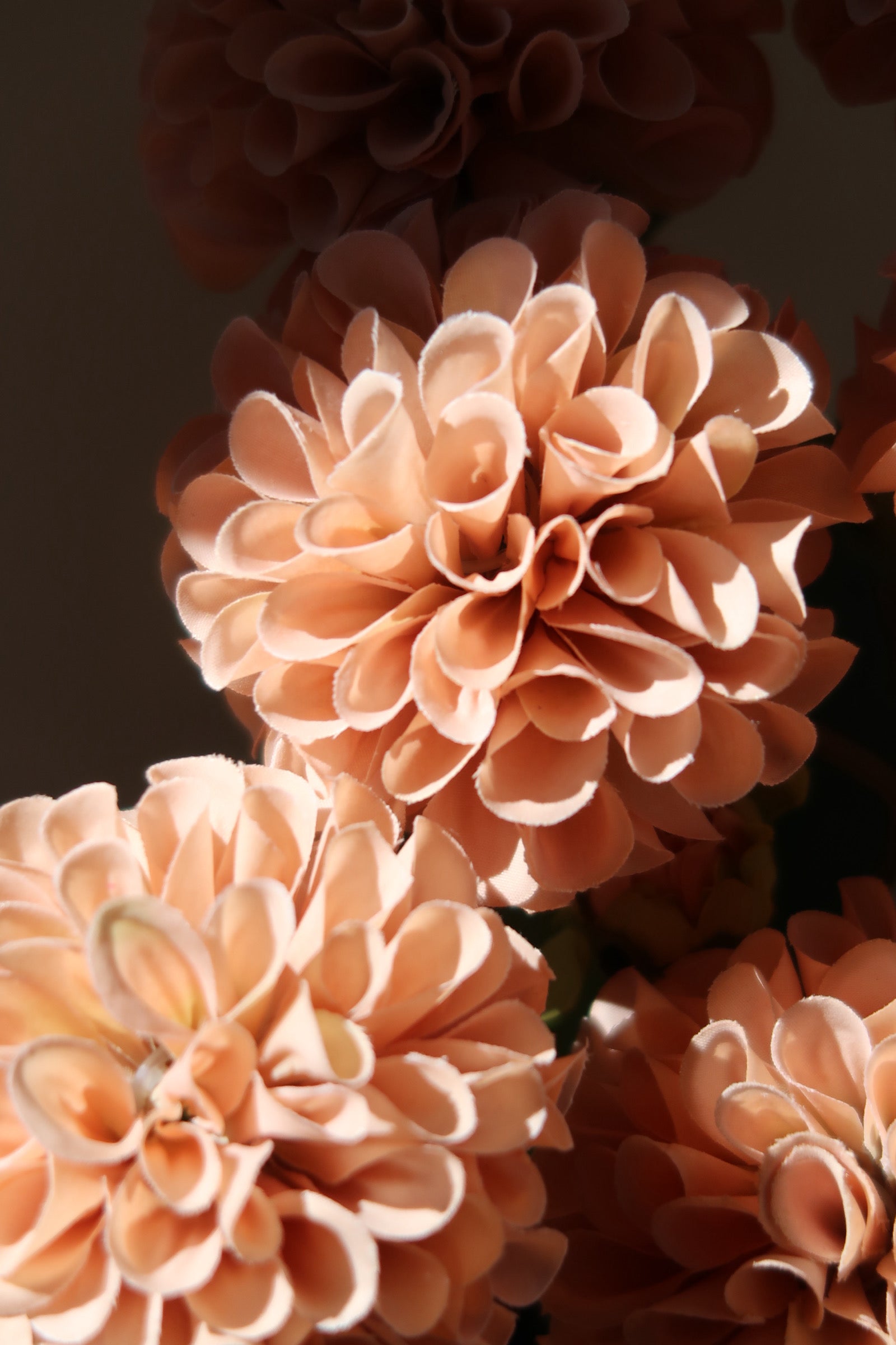 Light Coffee Dahlias
