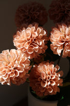 Light Coffee Dahlias