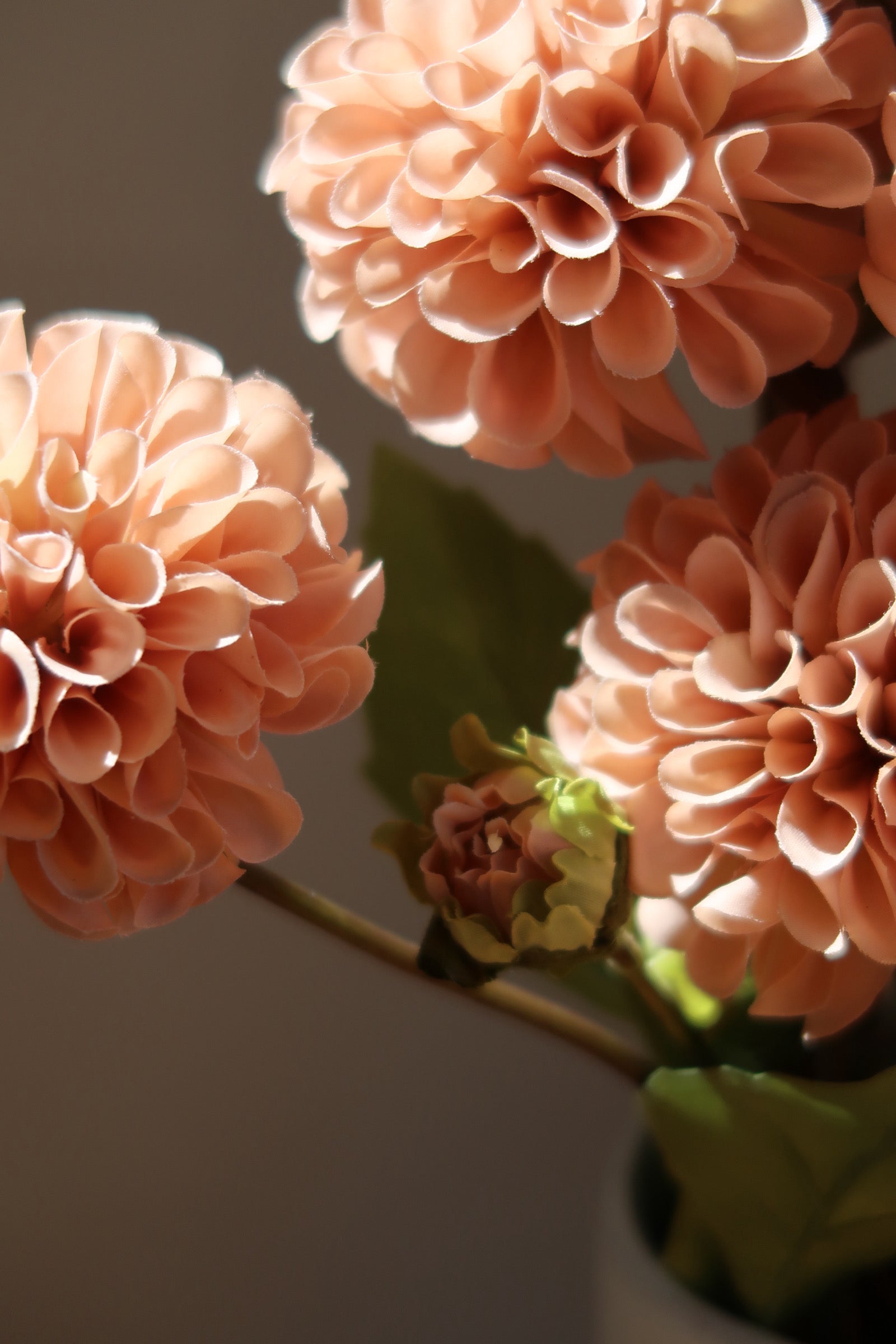 Light Coffee & Cream Dahlias