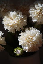 Cream Dahlias