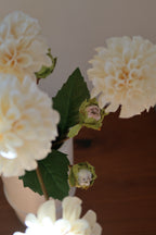 Cream Dahlias