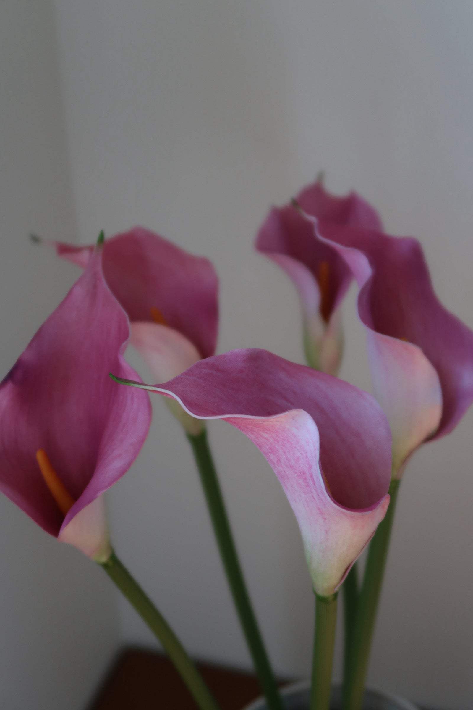 Light Pink Callas