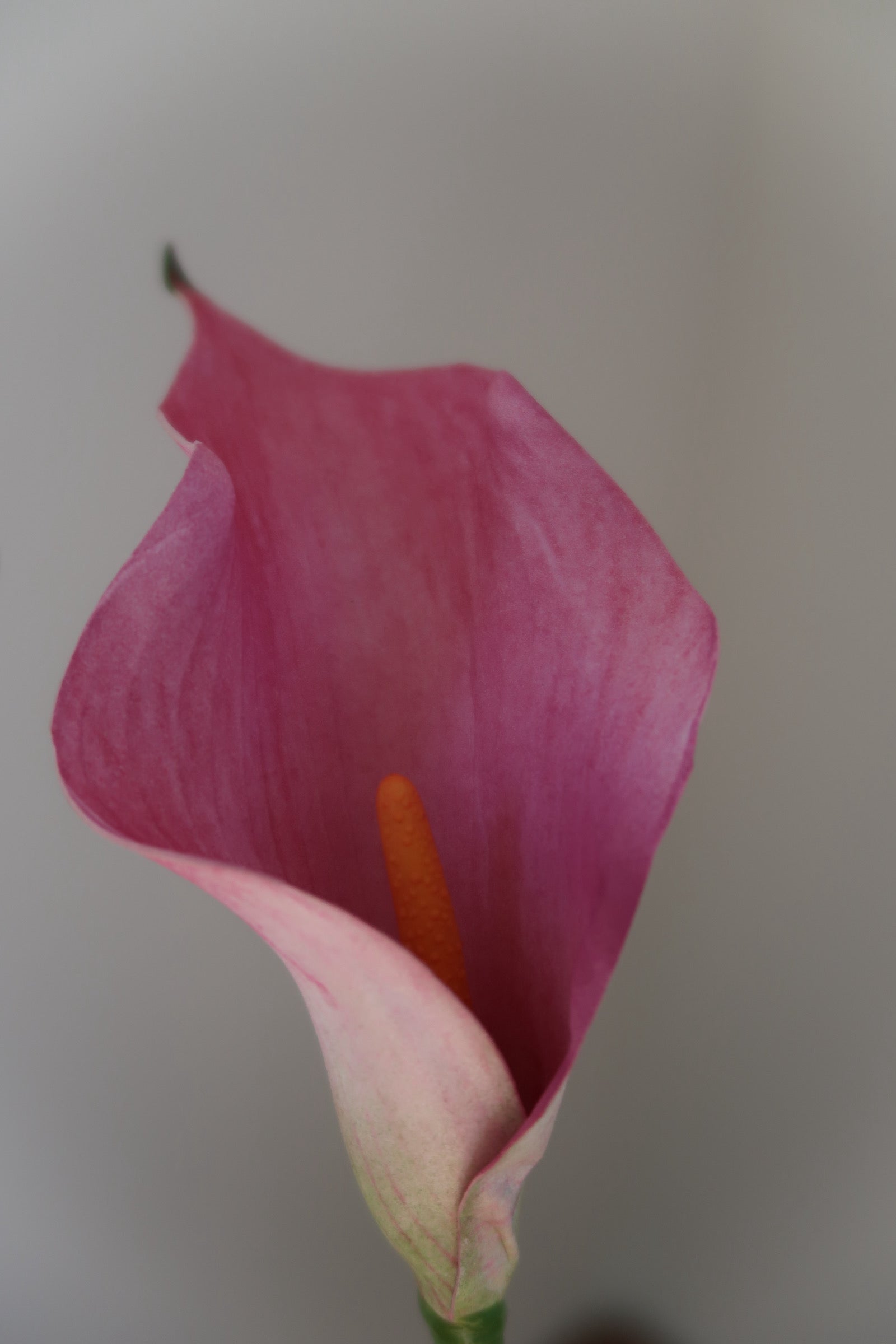 Light Pink Callas