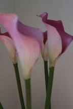 Light Pink Callas