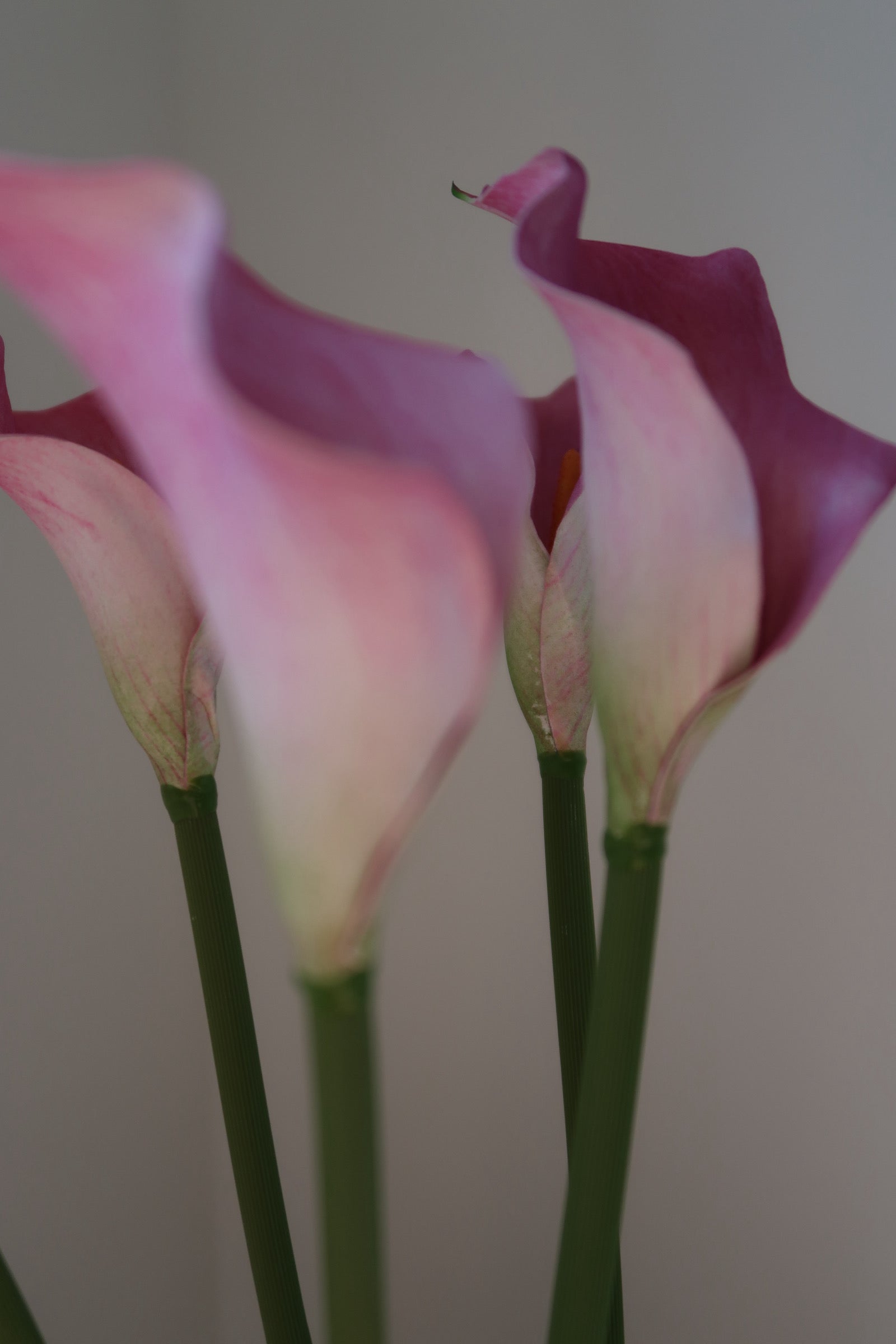 Light Pink Callas