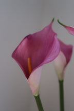 Light Pink Callas