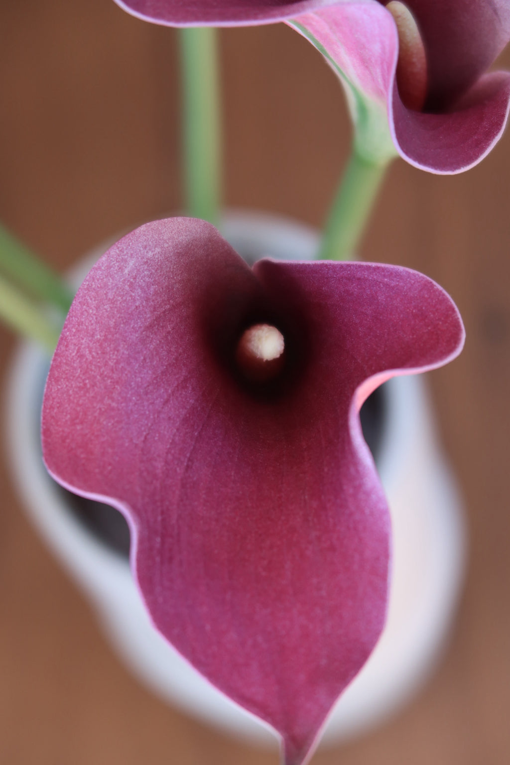 Dark Pink Callas