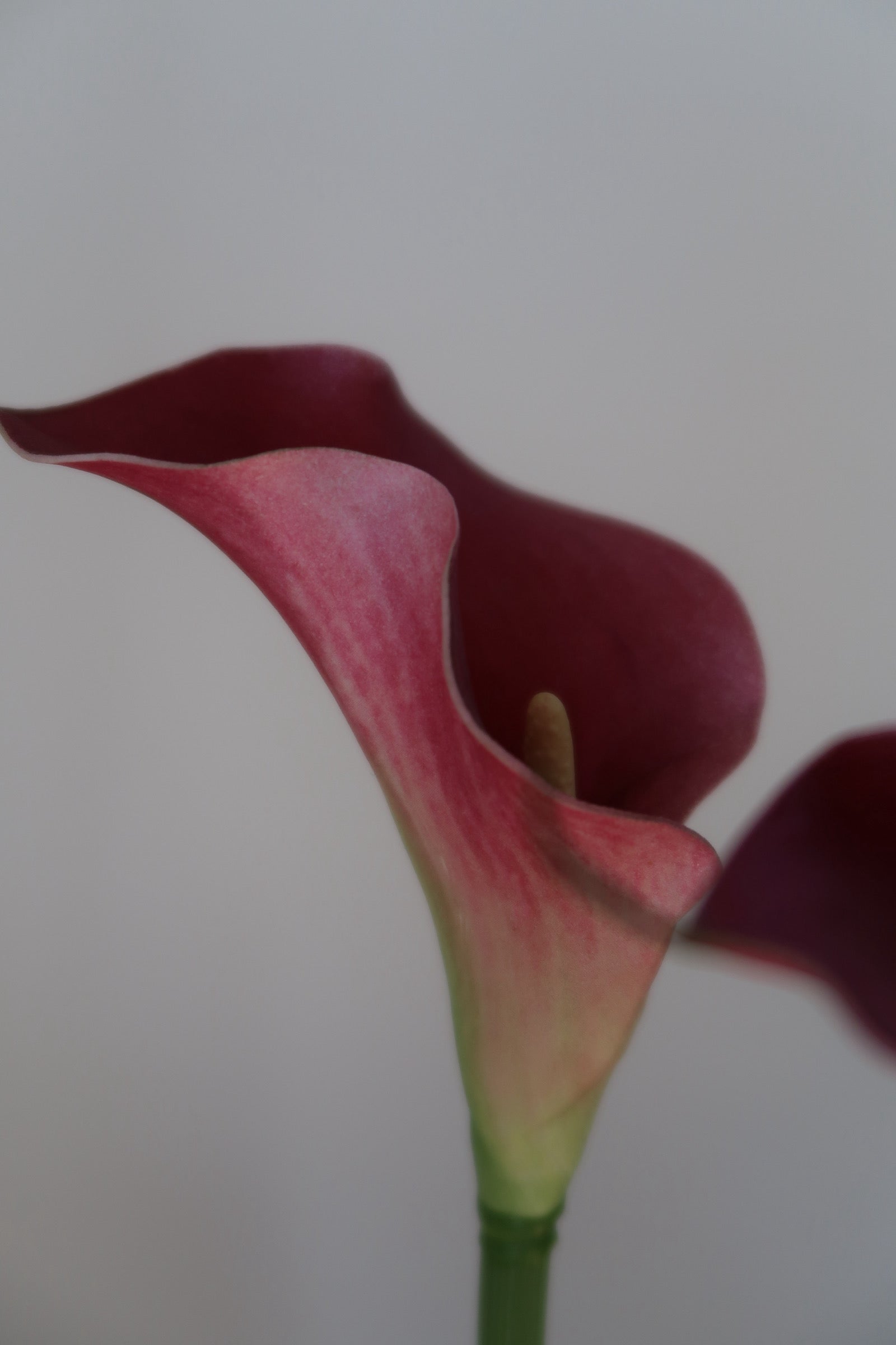 Dark Pink Callas