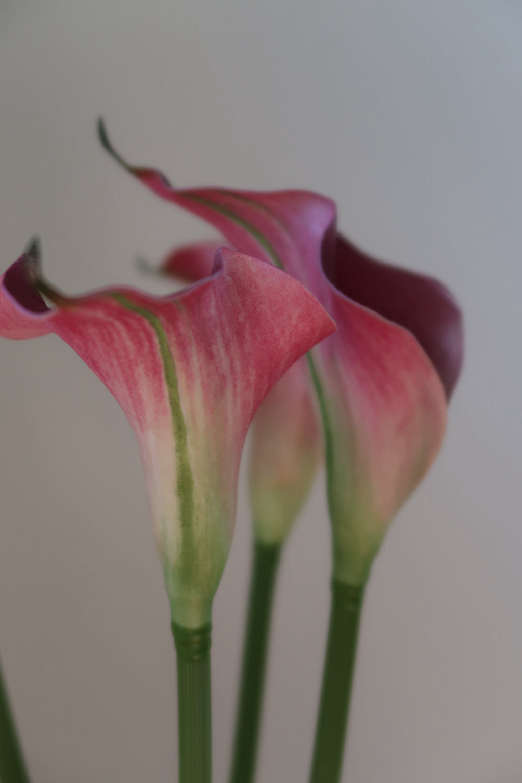 Dark Pink Callas