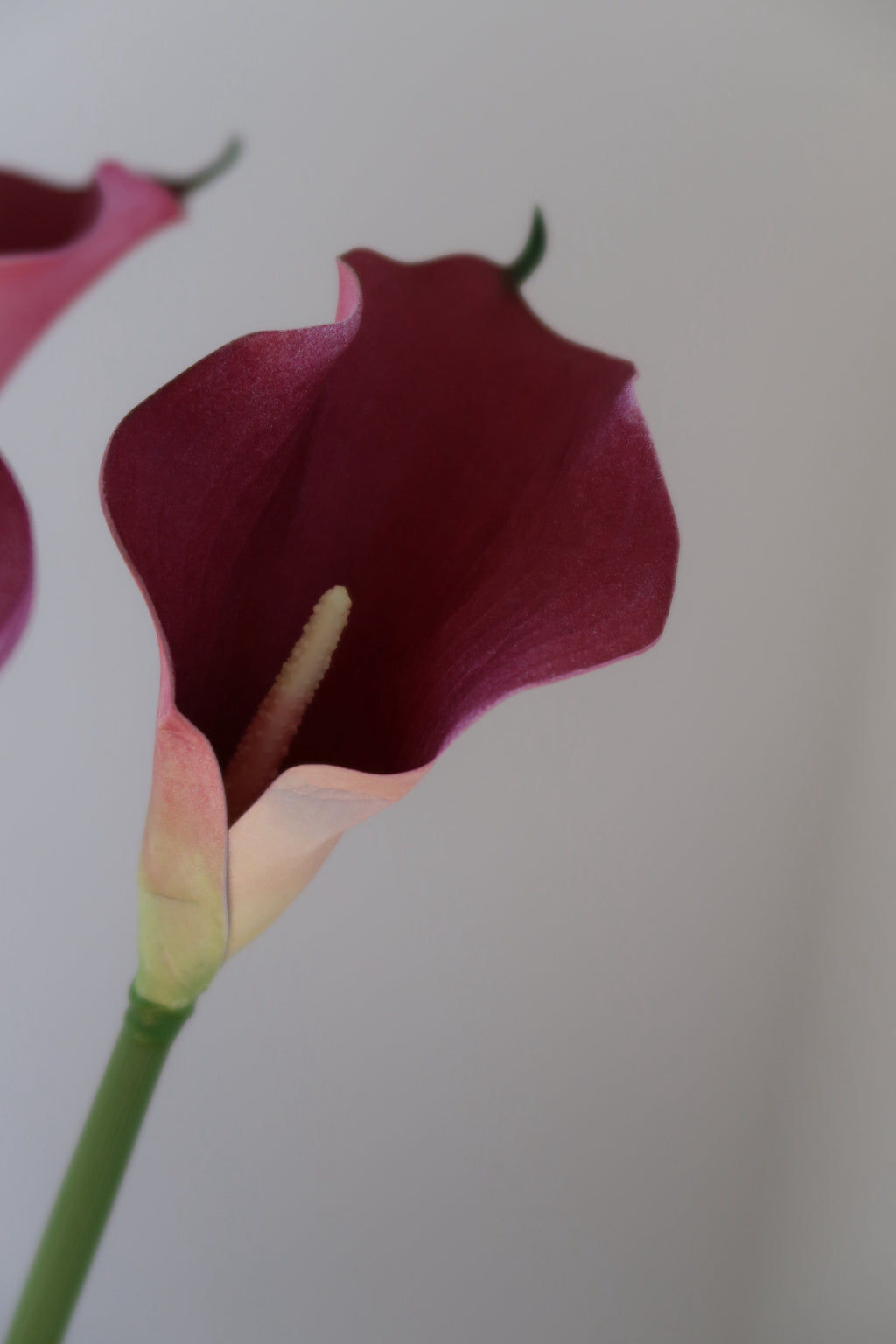 Dark Pink Callas