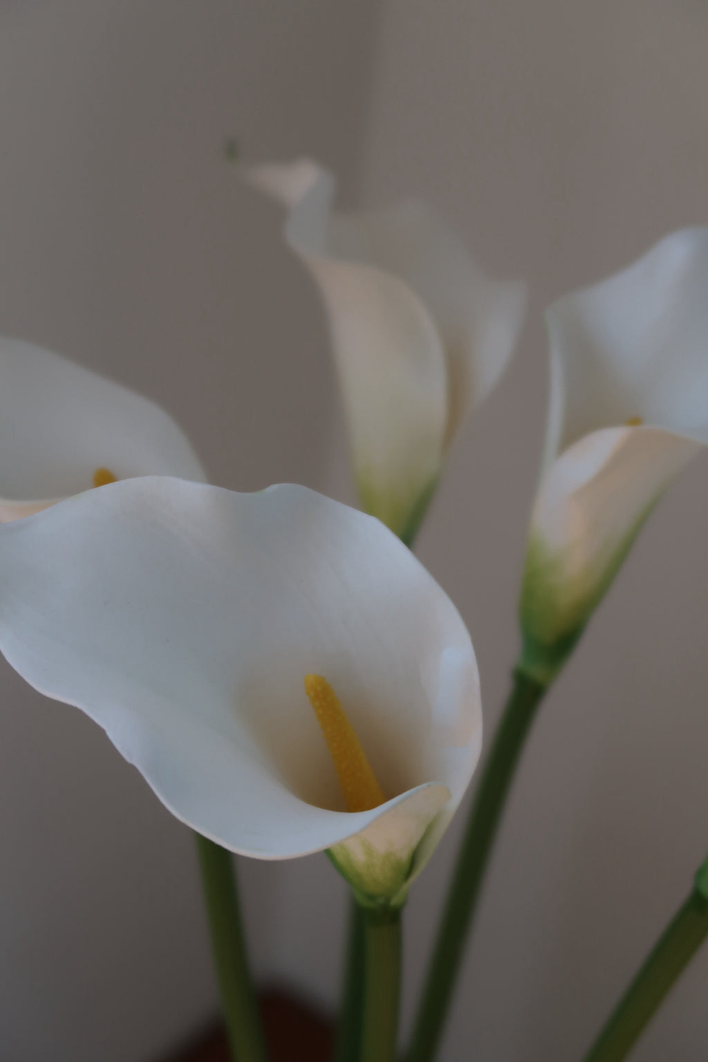 White Callas