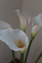White Callas