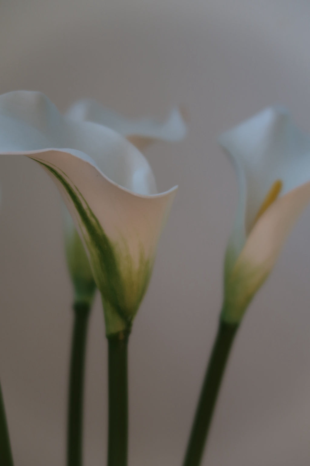 White Callas