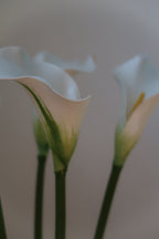 White Callas