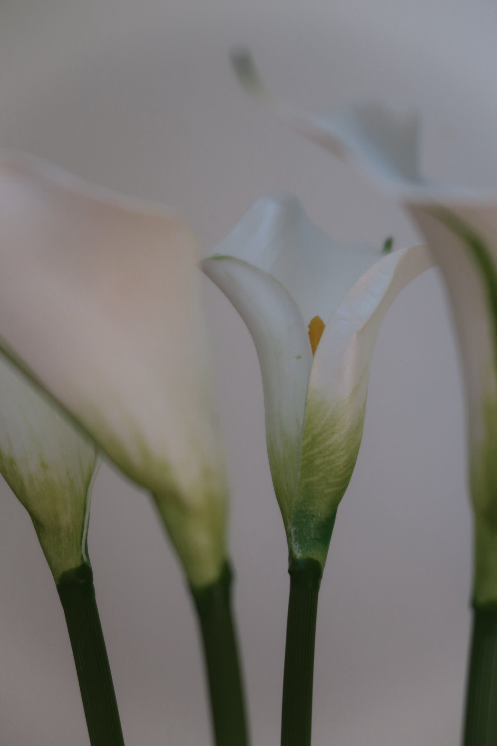 White Callas