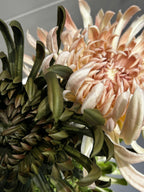 Three-colour chrysanthemum