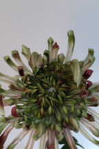 Blush Green Chrysanthemums