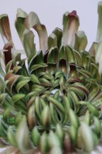 Blush Green Chrysanthemums