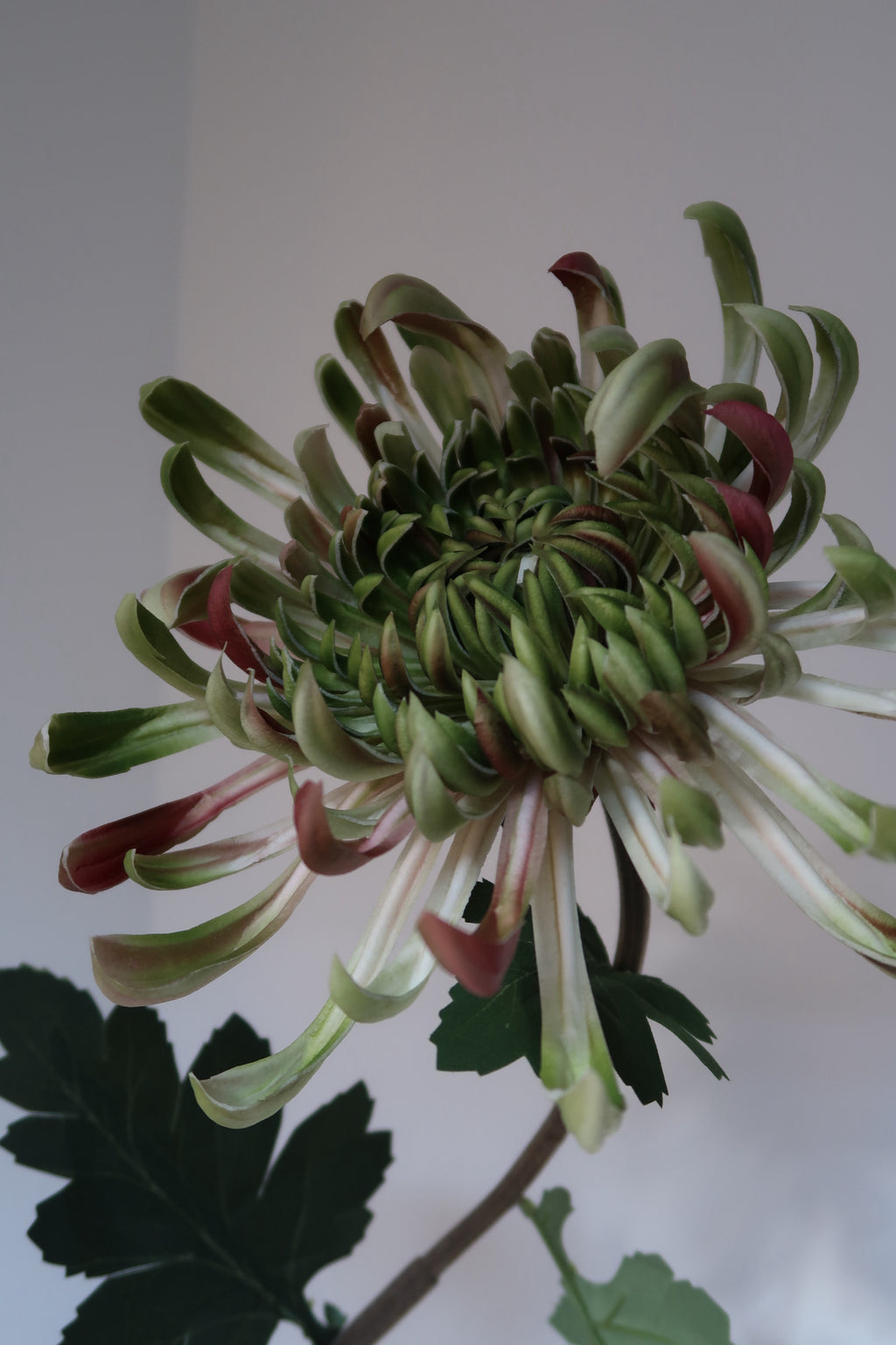 Blush Green Chrysanthemums