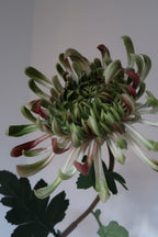 Blush Green Chrysanthemums