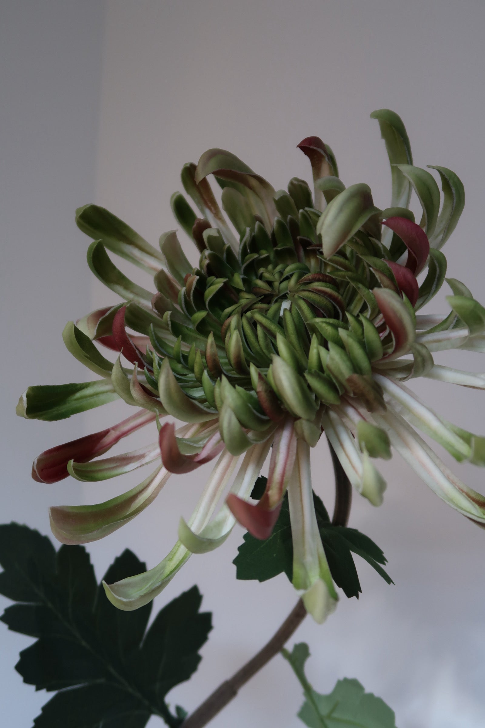 Blush Green Chrysanthemums
